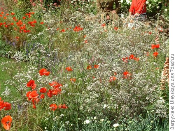 Купырь и маки, фото сайта www.binnyplants.com