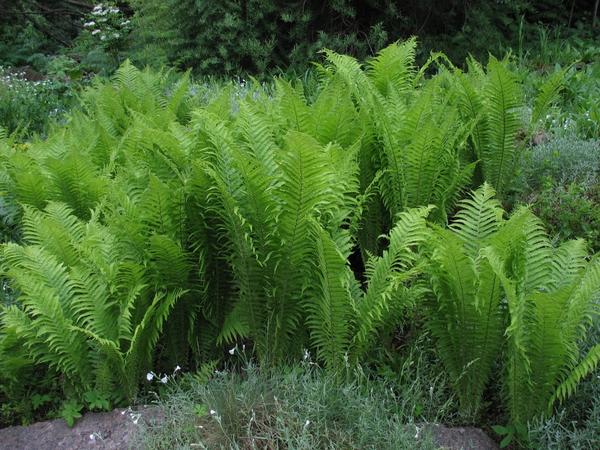 Страусник обыкновенный (Mattecuccia struthiopteris)