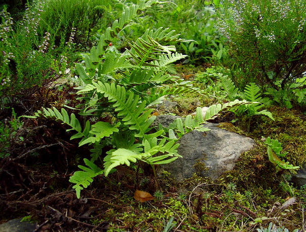 Осмунда Клейтона (Osmunda claytoniana)