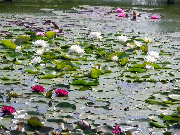 Вода покрывает 70% суши, и лишь нимфеи могут украшать водную гладь