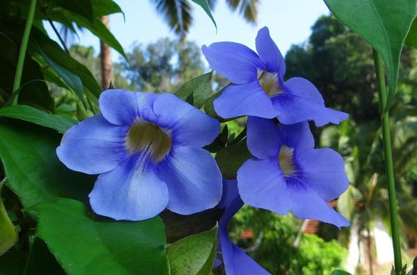 Тунбергия крупноцветковая (Thunbergia grandiflora)