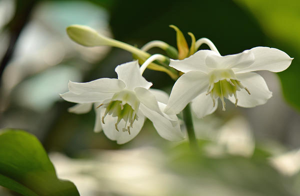 Эухарис крупноцветковый (Eucharis grandiflora). Фото с сайта plantsvideoworld.ru