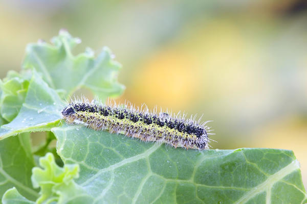 Вредители декоративной капусты те же, что и обычной