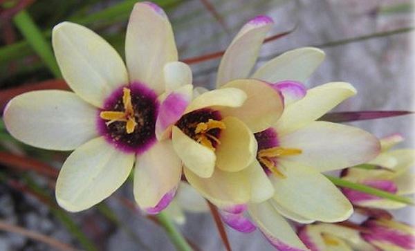 Ixia maculata. Фото с сайта www.zagorod.by