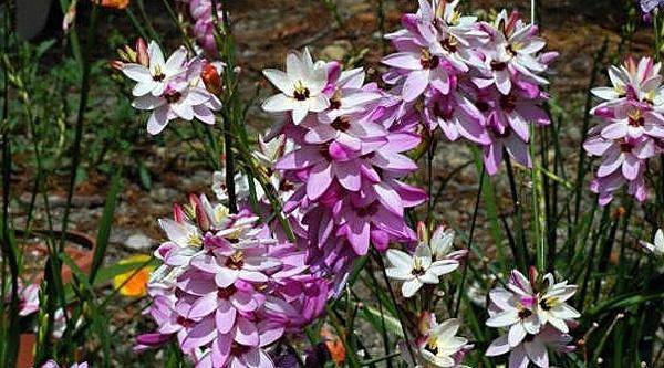 Ixia hybrida. Фото с сайта fialka.tomsk.ru