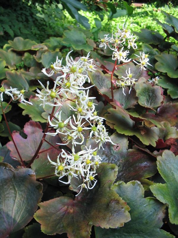 Камнеломка кортузолистная, сорт &amp;amp;amp;amp;amp;amp;amp;#39;Rubrifolia&amp;amp;amp;amp;amp;amp;amp;#39;. Фото с сайта appeltern.nl