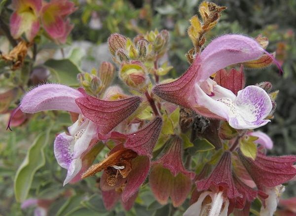 Salvia dolomitica