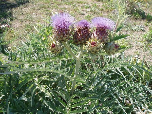 Артишок посевной, настоящий (Cynara scolymus)