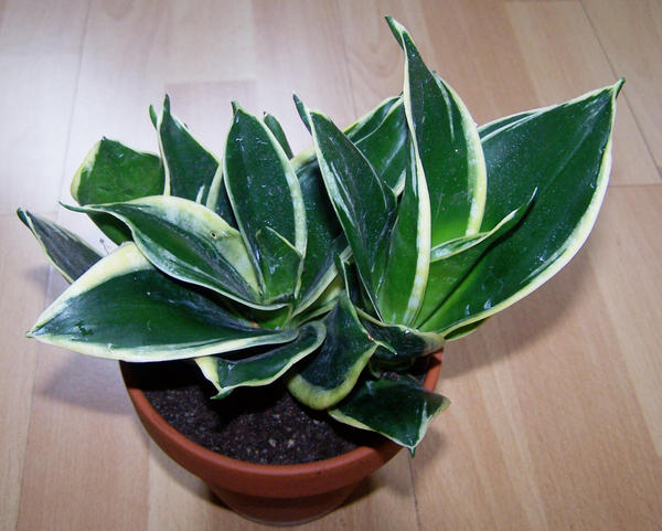 Sansevieria trifasciata Hahnii Super Marginata. Фото: Frau-doktor