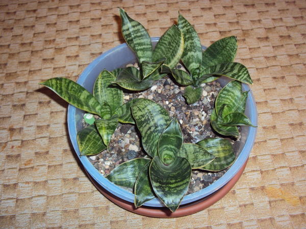 Сансевиерия Hahnii Marginata