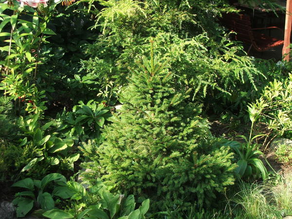 Picea abies Barryi. Фото с сайта forumogrodnicze.info