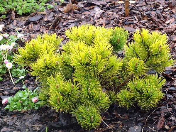 Pinus mugo Winter Gold. Фото с сайта forumogrodniczeoaza.pl