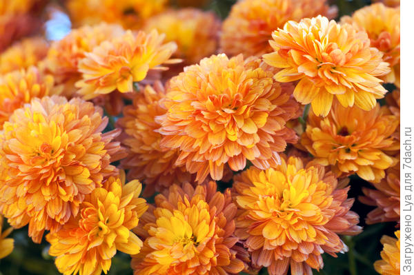 Хризантемы