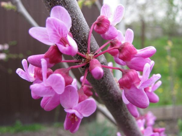 Церцис канадский (Cercis canadensis)