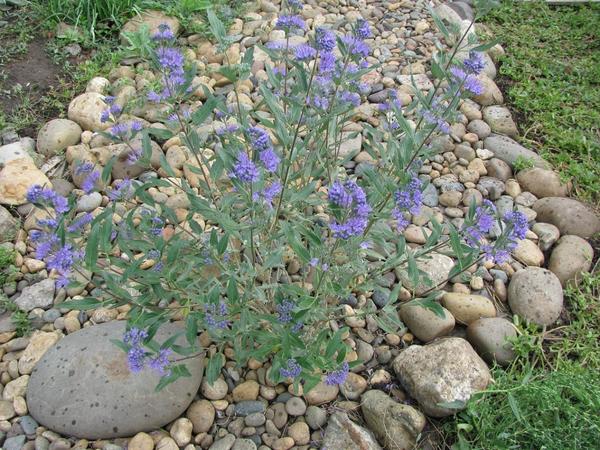 Куст кариоптериса