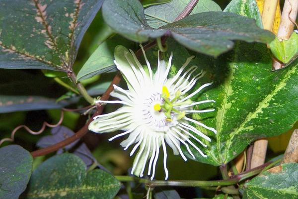 Passiflora trifasciata фото сайта pobedpix.com