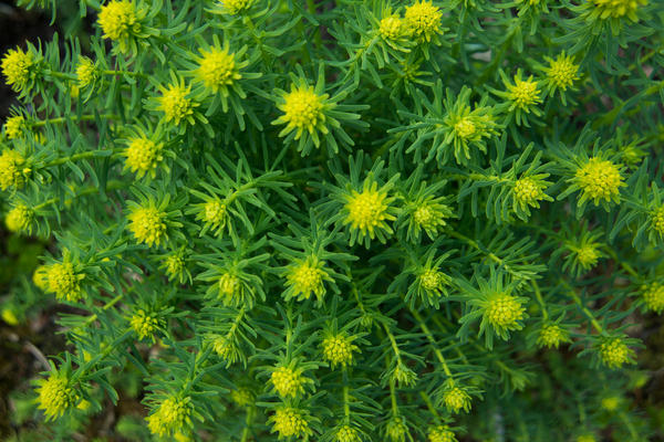 Молочай кипарисовый (Euphorbia cyparissias)