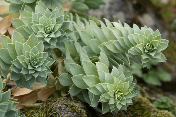 Молочай миртолистный, или мирсинитес (Euphorbia myrsinites)