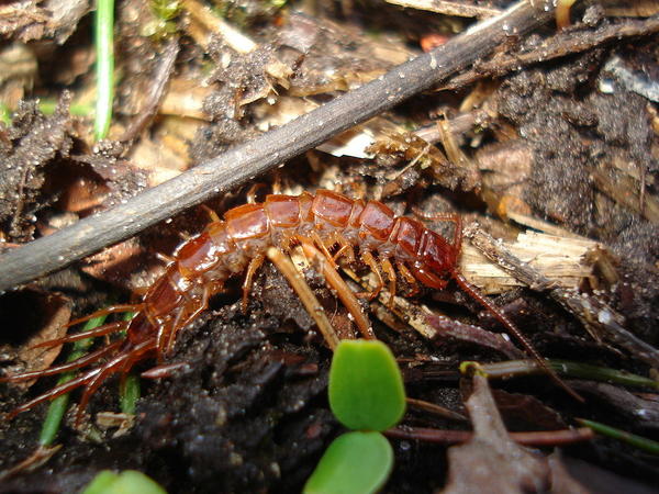 Костянка обыкновенная. Фото с сайта wikimedia.org