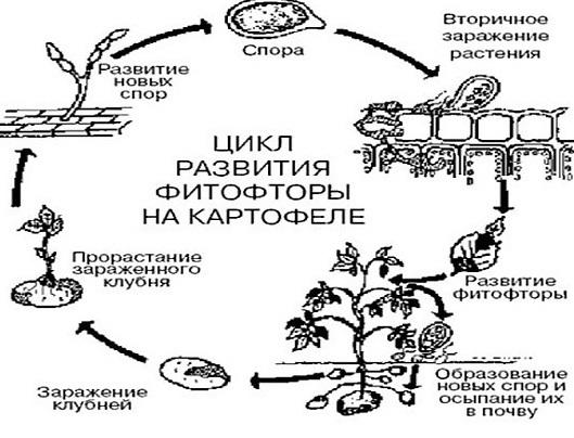 Цикл развития фитофторы на картофеле. Фото с сайта bazila.net