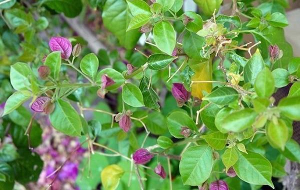 Бугенвиллея. Фото с сайта joyusgarden.com