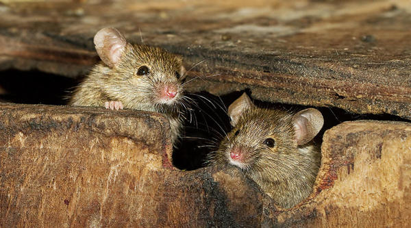 Мыши грызут практически все, фото с сайта barriepest.com