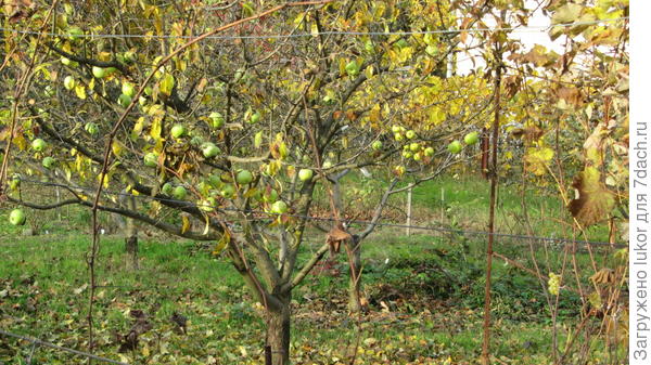 Время для полива