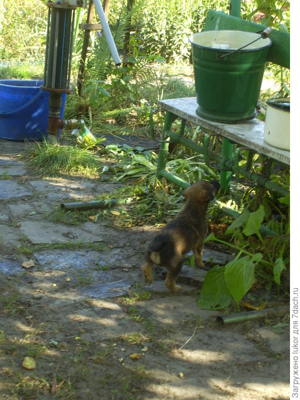 ведра для полива