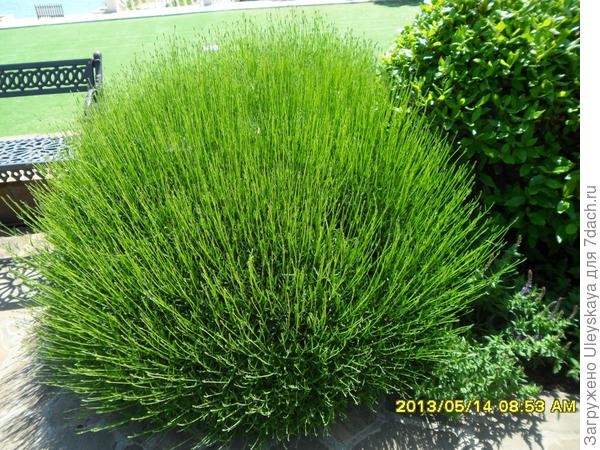 Южный шарм лаванды, розмарина и других средиземноморцев