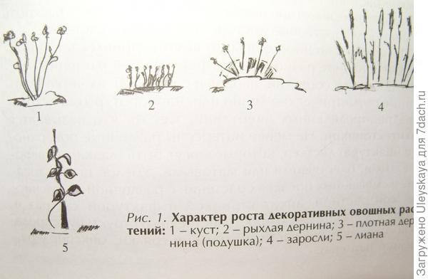 Характер роста декоративных овощных растений