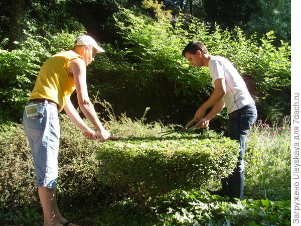 Готов столик из бирючины!