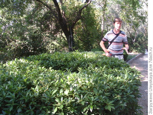 Круг из смолосемянника разнолистного