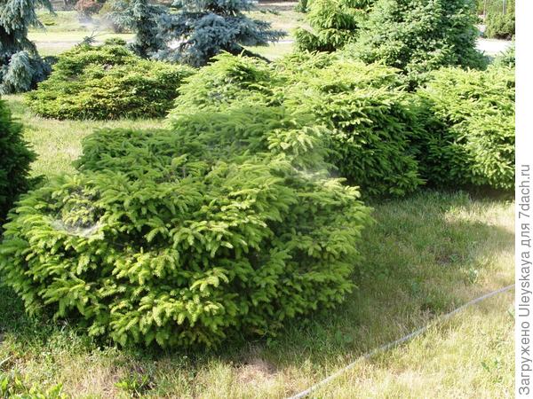 Picea abies Nidiformis группа