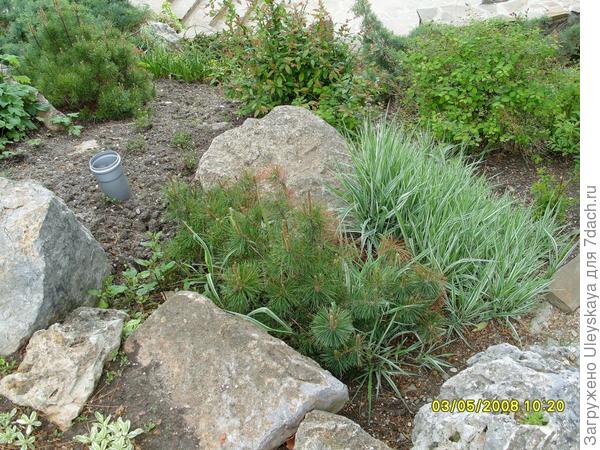 Карликовые хвойные в рокарии