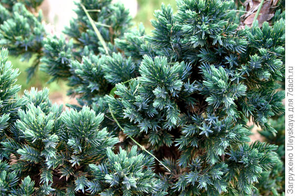 Juniperus squamata Blue Spider