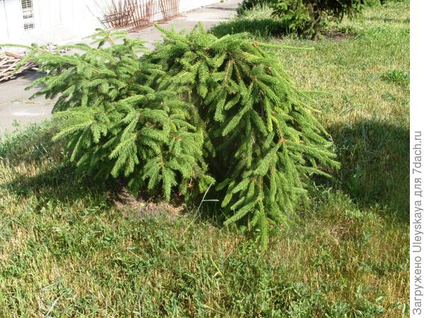 Picea abies Inversa