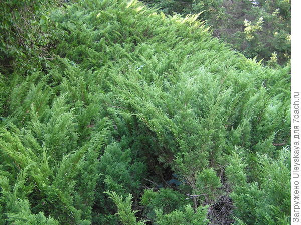 Можжевельник казацкий (Juniperus sabina)