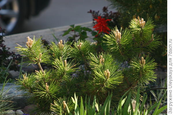 Неприхотливые красавицы сосны