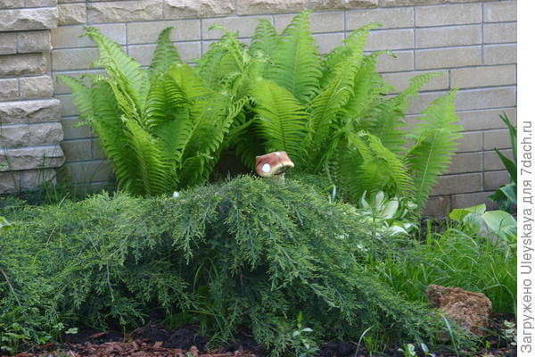 Можжевельники и папоротники