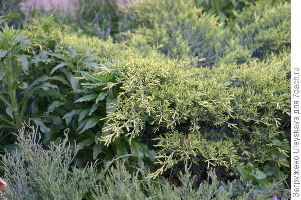 Одни из самых неприхотливых хвойных - можжевельники