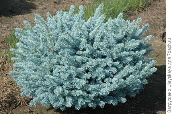 Picea pungens Glauca Globosa. Фото сайта pmsad-ekb.ru