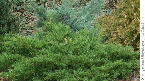 Juniperus horizontalis Prince of Wales на переднем плане
