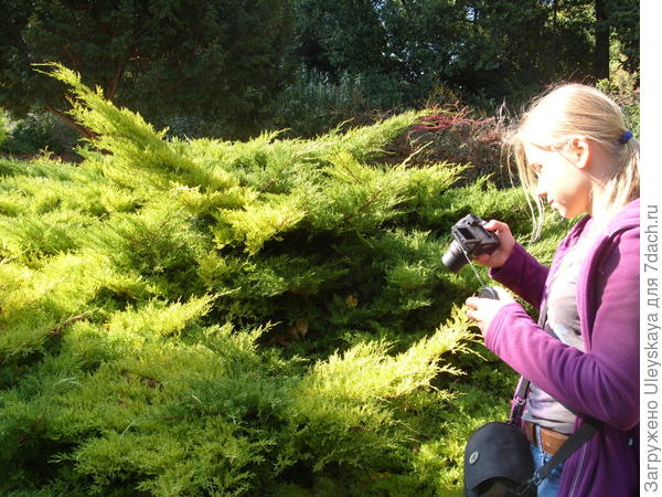 Можжевельник китайский Old Gold