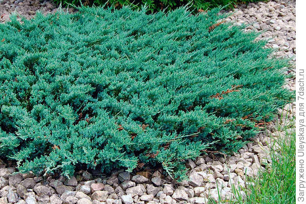 Juniperus horizontalis Blue Chip. Фото с сайта vanbelle.com