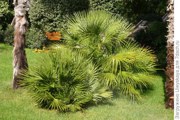 Экзотическая форма кустарниковой пальмы хамеропса низкого смотрится на газоне весьма эффектно