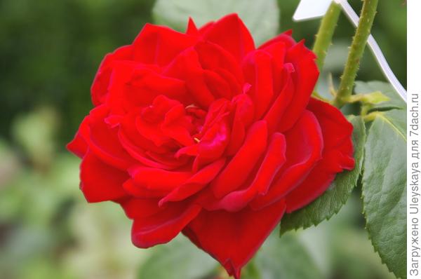Цветки розы сорт Red Queen с нотками бергамота