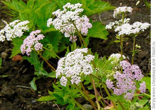 ББутень волосистый Roseum, фото сайта Growild Nursery