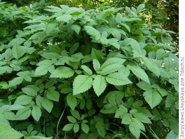 Бутень ароматный, фото сайта www.botanische-spaziergaenge.at