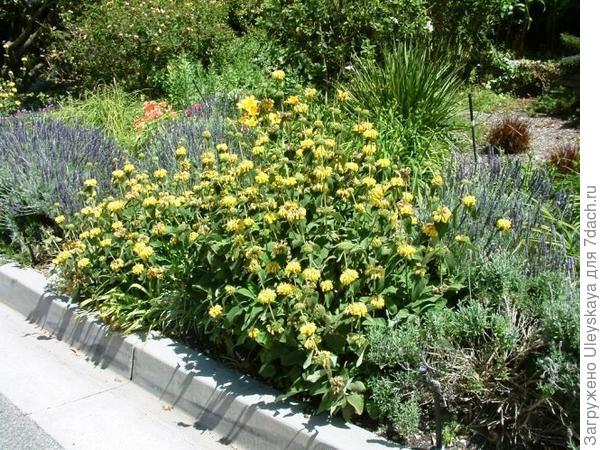 Зопник кустарниковый в миксбордере с шалфеями, фото сайта Water-Wise Gardening in Santa Cruz County