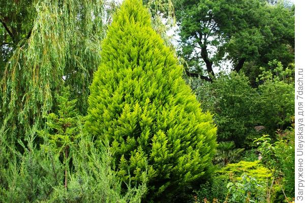 Южанин кипарисокипарисовик Лейланда Light Green близок к кипарисовику нутканскому, фото автора